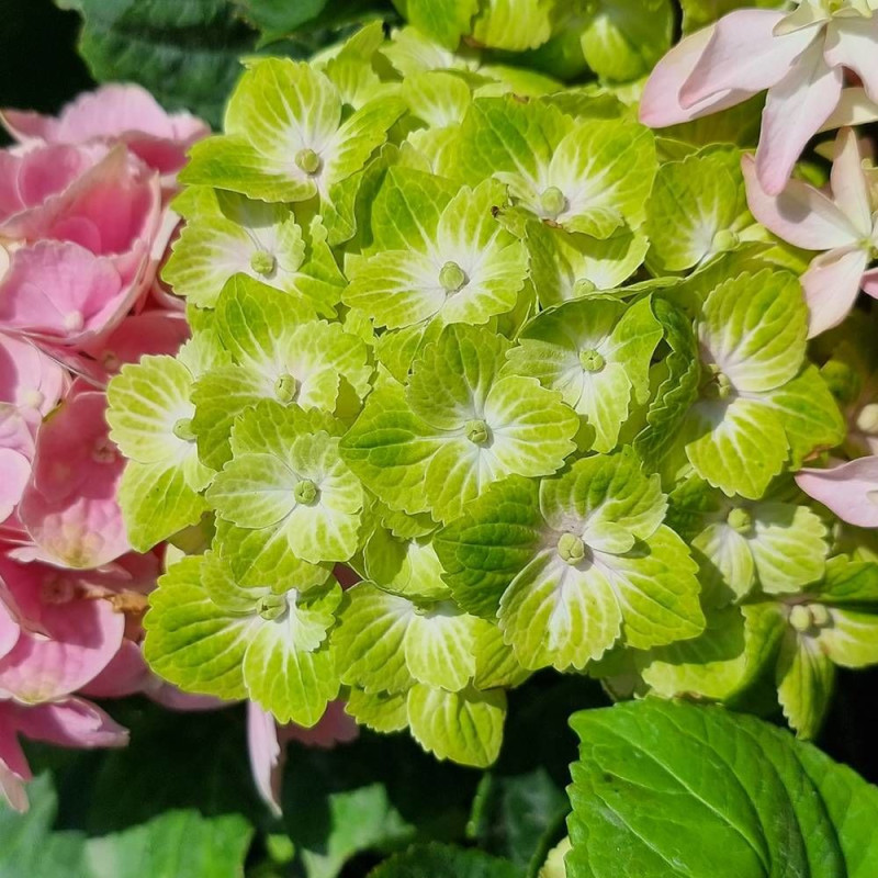 Hortensia Green Ever Belles® 'Hortmagreclo', Hydrangea macrophylla