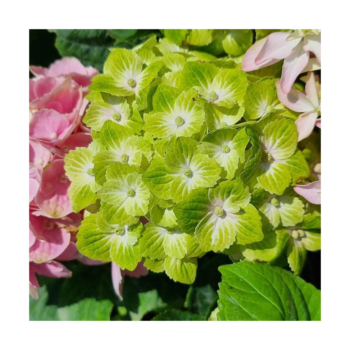 Hortensia Green Ever Belles® 'Hortmagreclo', Hydrangea macrophylla