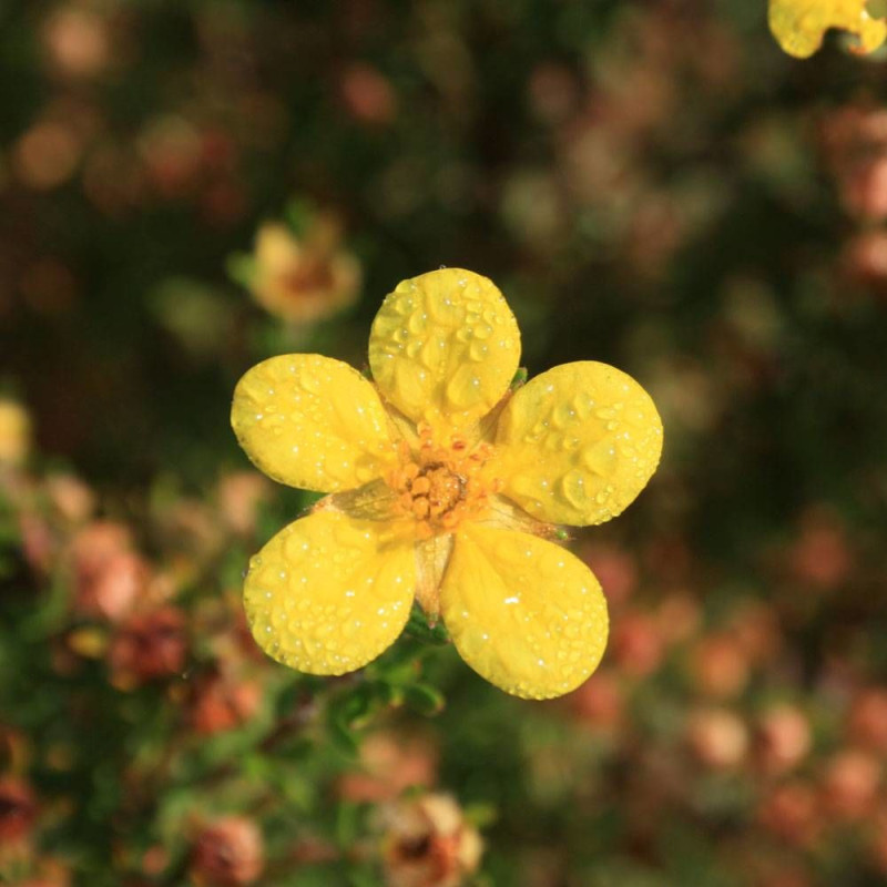 Potentille arbustive Bella Lindsey 'Hendlin', Potentilla