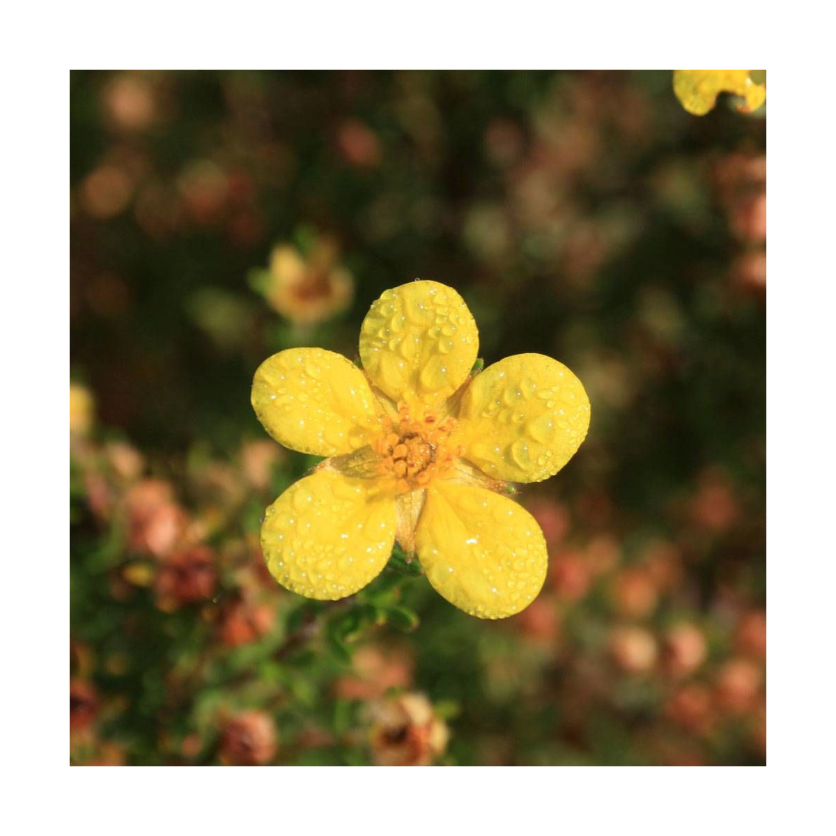 Potentille arbustive Bella Lindsey 'Hendlin', Potentilla