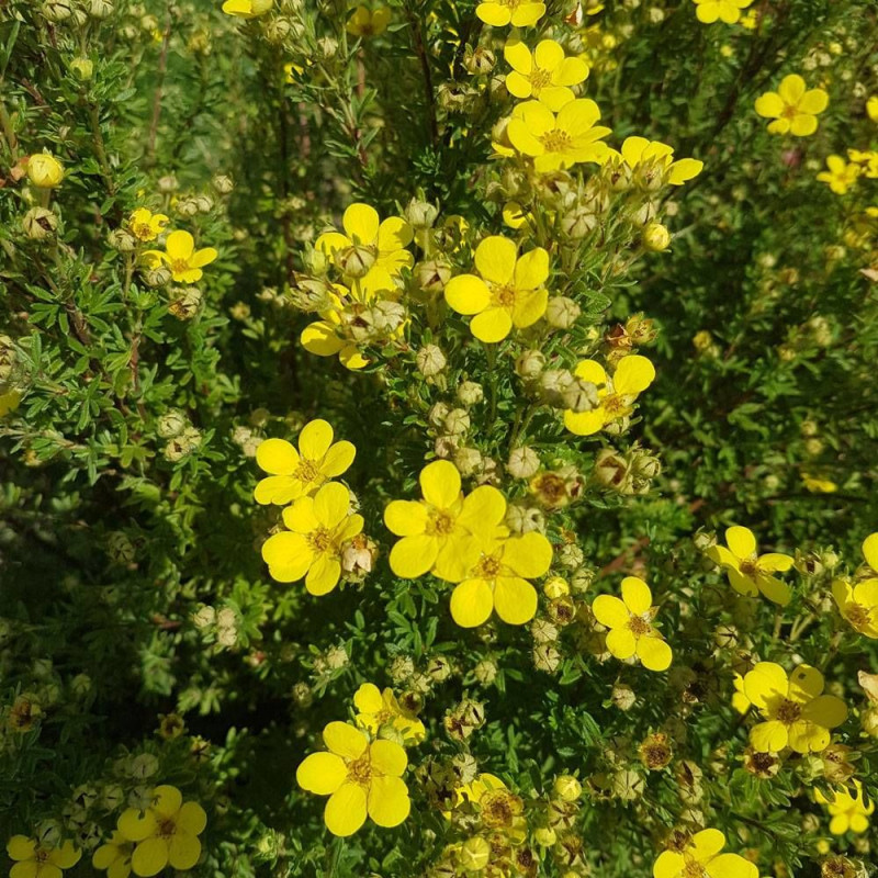 Potentille arbustive Bella Lindsey 'Hendlin', Potentilla