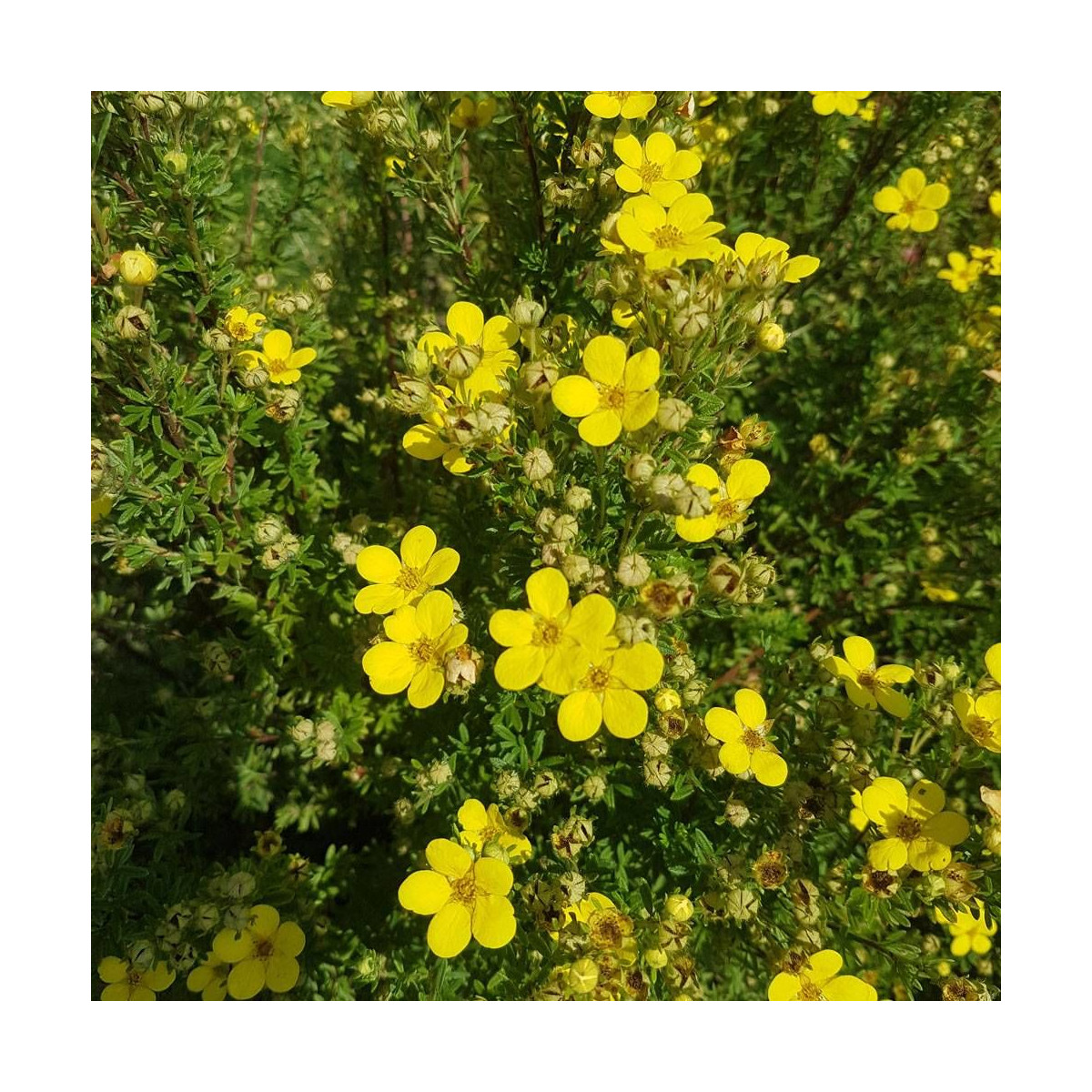 Potentille arbustive Bella Lindsey 'Hendlin', Potentilla