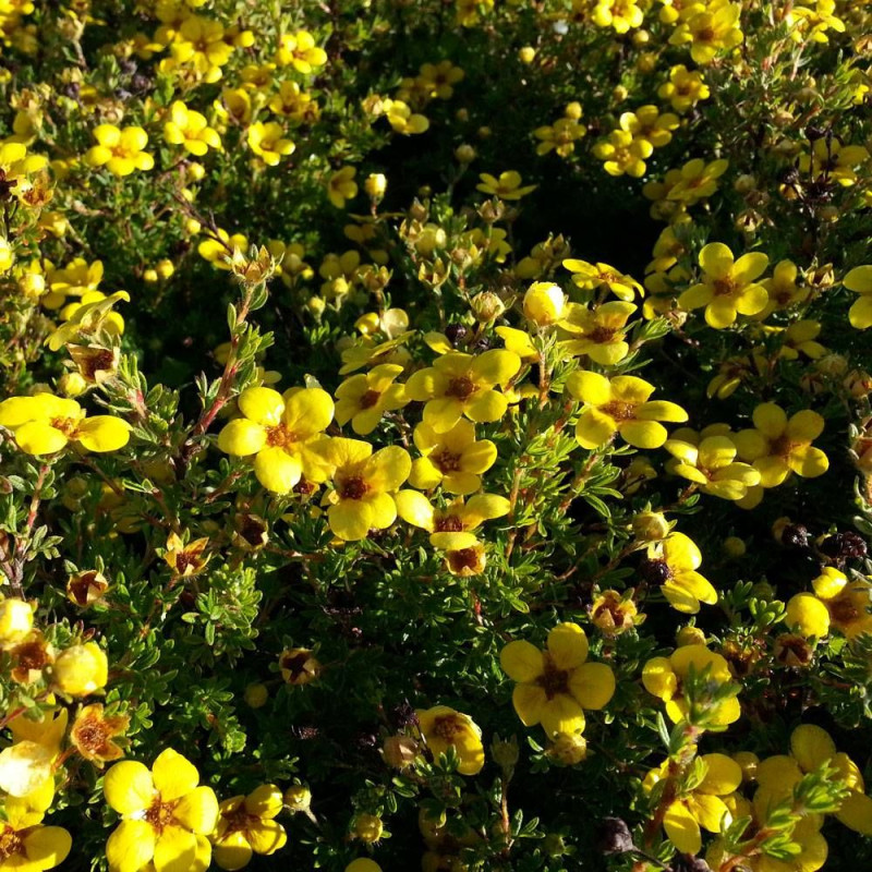 Potentille arbustive Bella Lindsey 'Hendlin', Potentilla