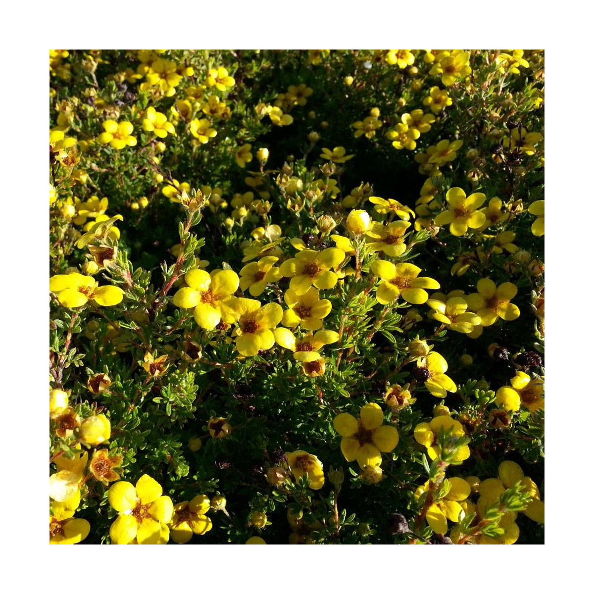 Potentille arbustive Bella Lindsey 'Hendlin', Potentilla