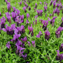 Lavande papillon Magical® Posy Purple 'Kolmapopu'