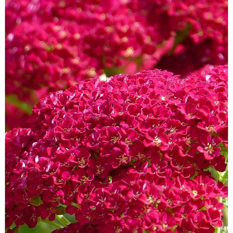 Graines d'Achillée millefeuille Cerise Queen