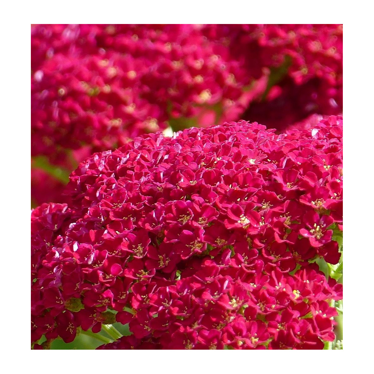 Graines d'Achillée millefeuille Cerise Queen
