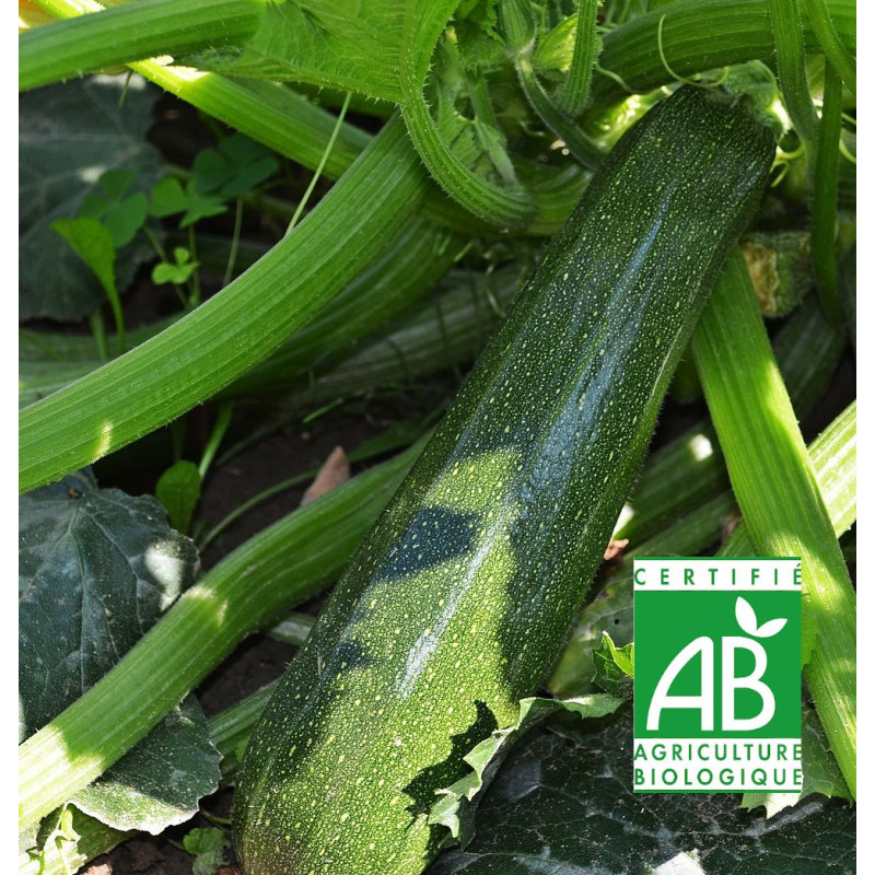 Graines de Courgette Verte non coureuse des maraichers Sans traitement - Silence ça Pousse !