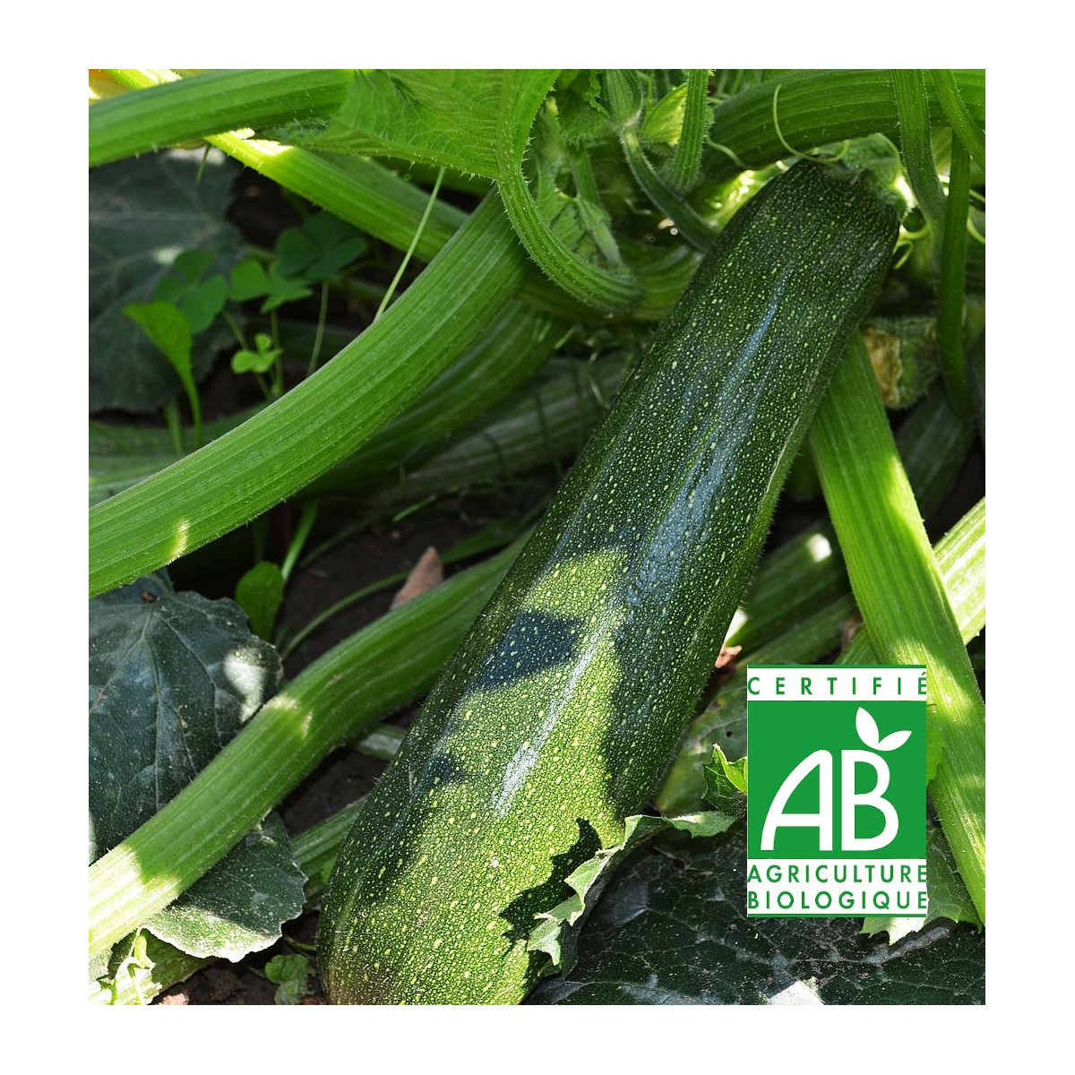 Graines de Courgette Verte non coureuse des maraichers AB Graines de Courgette Verte non coureuse des maraichers AB