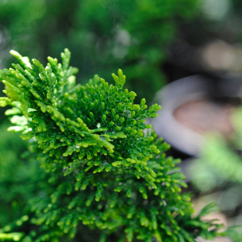Faux cyprès d'Hinoki Nana Gracilis (Greffée), Chamaecyparis obtusa