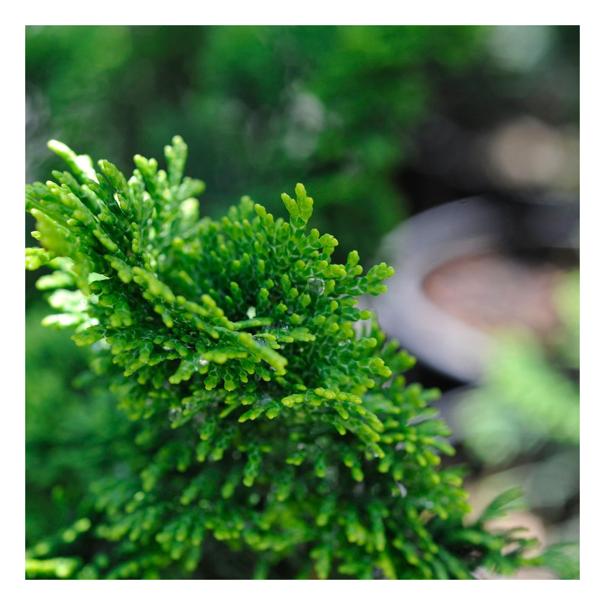 Faux cyprès d'Hinoki Nana Gracilis (Greffée), Chamaecyparis obtusa