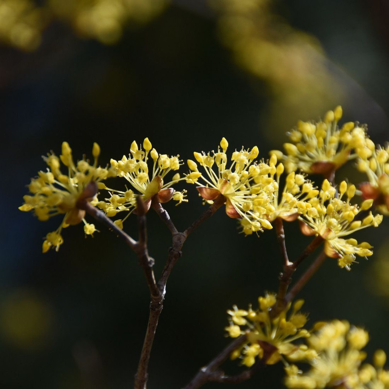 Cornouiller officinal, Cornus