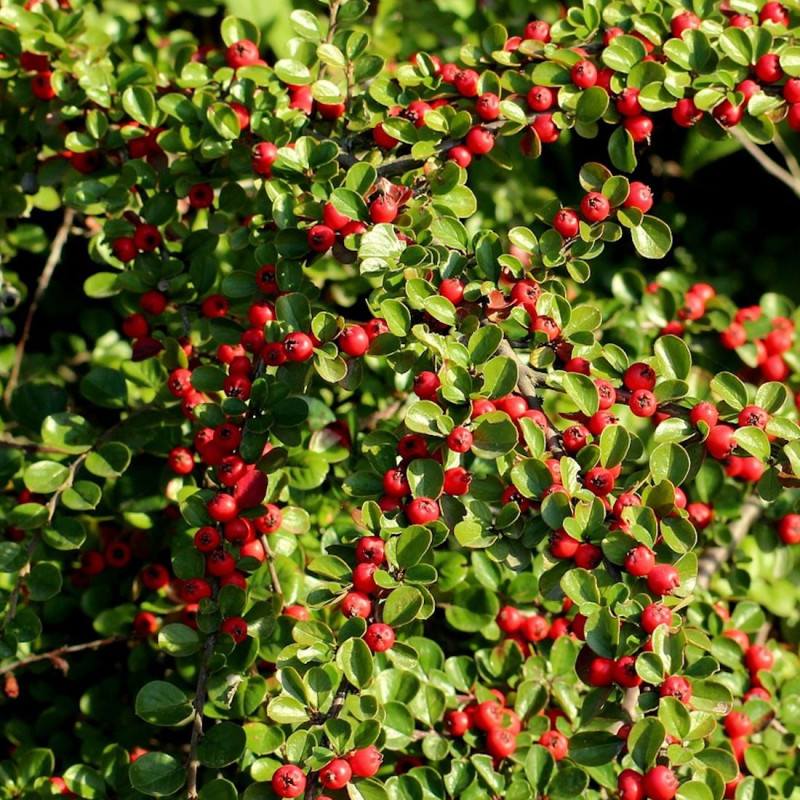 Cotoneaster rampant Green Carpet, Cotonéaster
