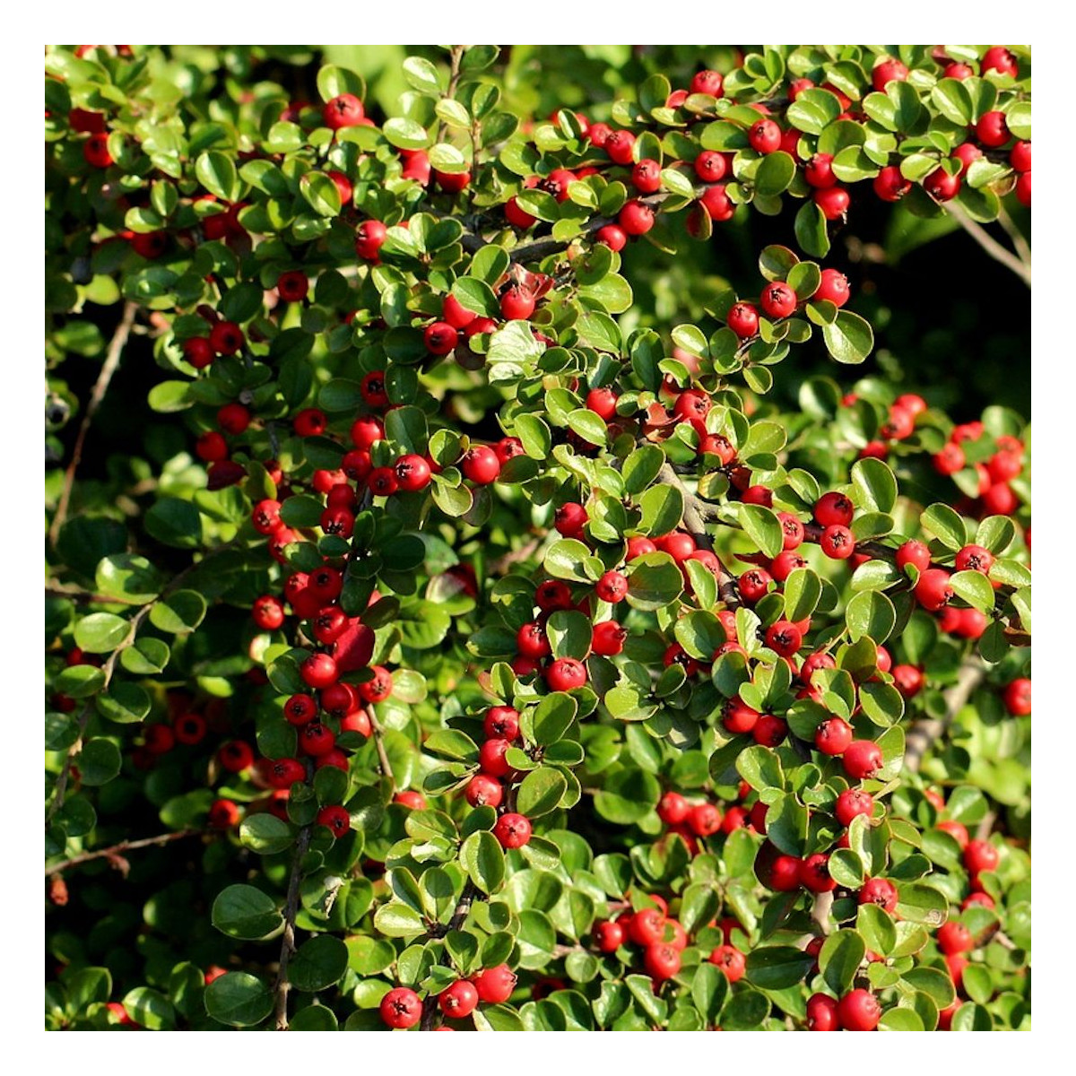 Cotoneaster rampant Green Carpet, Cotonéaster
