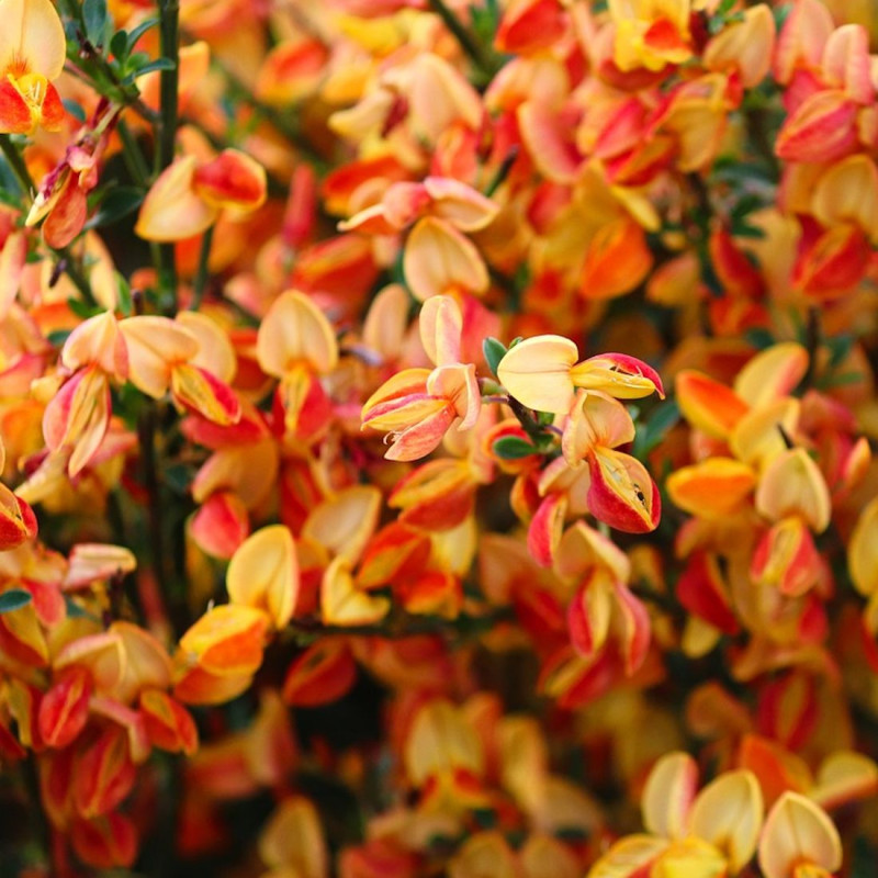 Genêt à balais Palette, Cytisus