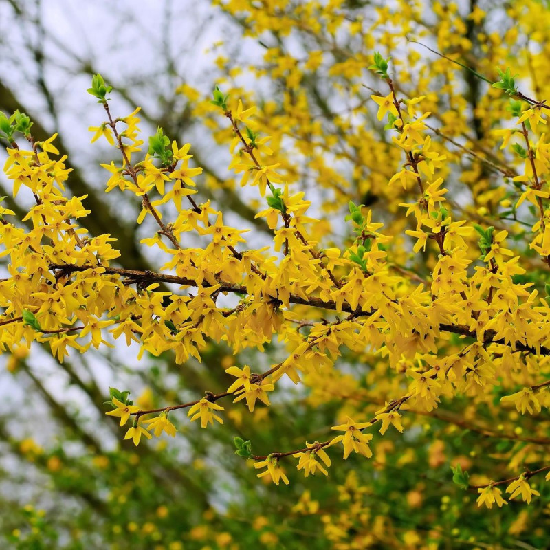 Forsythia Mindor®, Mimosa de Paris