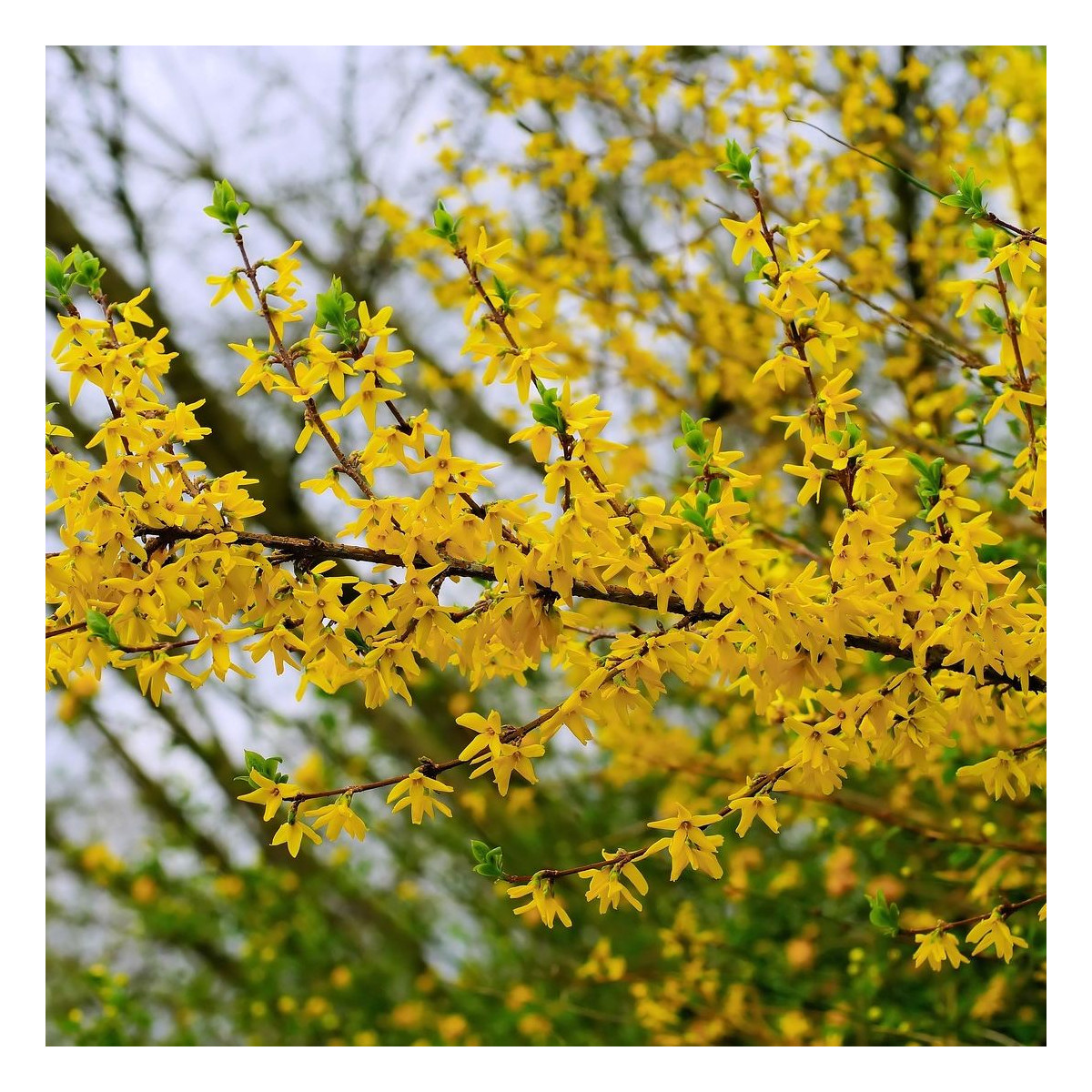 Forsythia Mindor®, Mimosa de Paris
