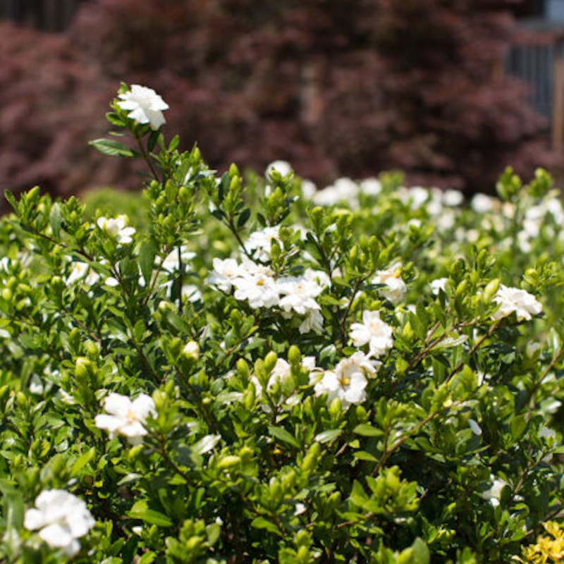 Gardenia First Editions® 'Double Mint', Gardénia, Jasmin du Cap