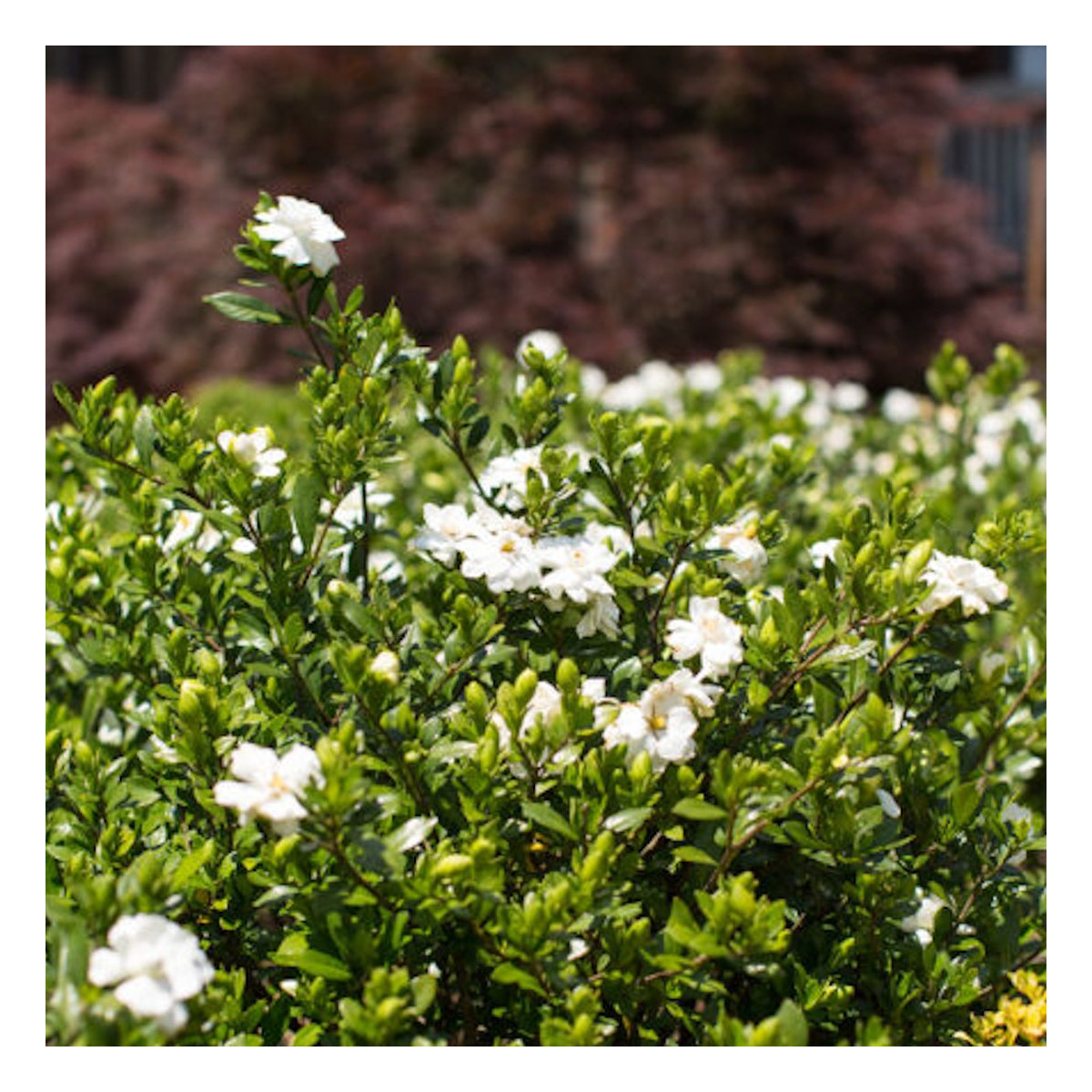 Gardenia First Edition® 'Double Mint', Gardénia, Jasmin du Cap