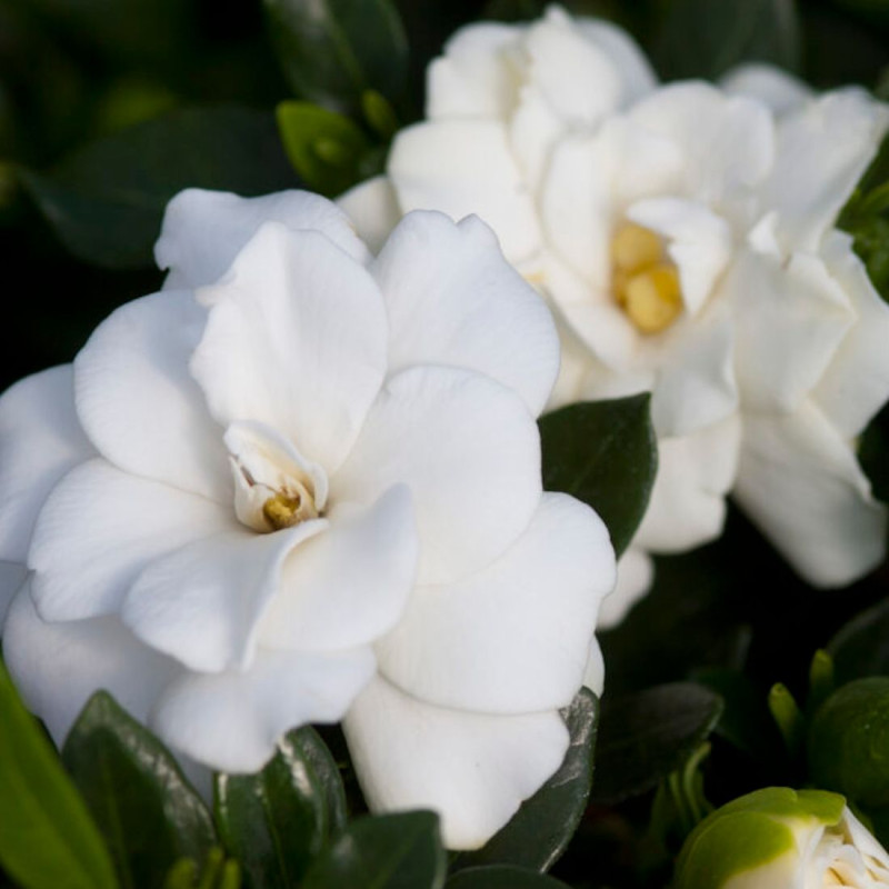 Gardenia First Editions® 'Double Mint', Gardénia, Jasmin du Cap