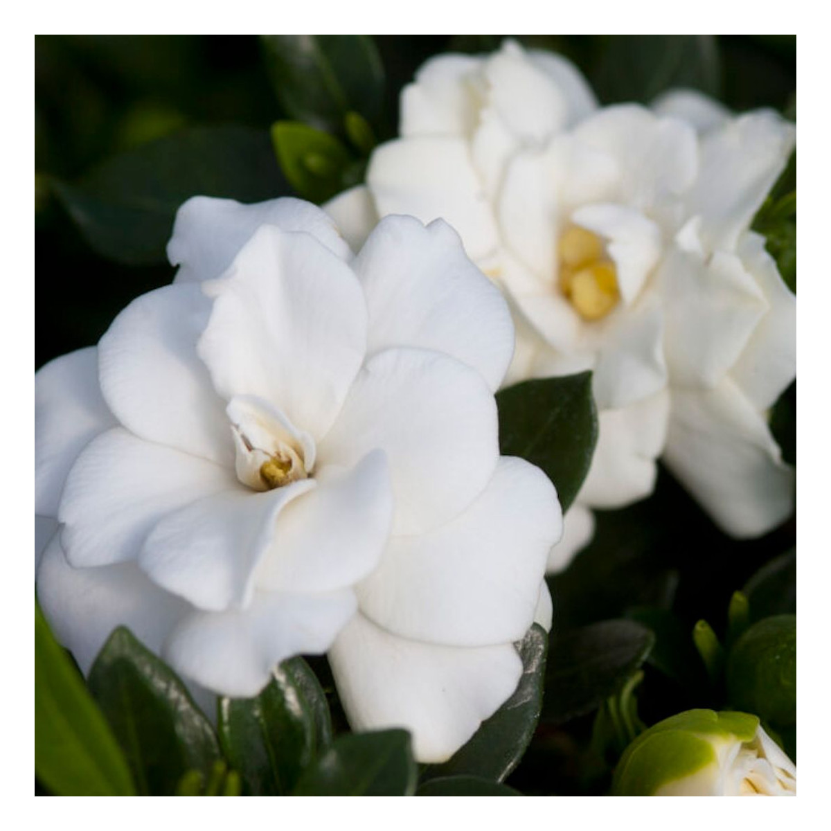 Gardenia First Edition® 'Double Mint', Gardénia, Jasmin du Cap