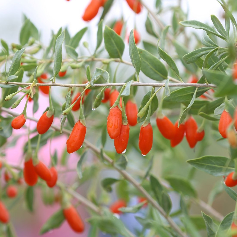 Baie de Goji Sweet Success®