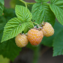 Framboisier Golden Bliss®