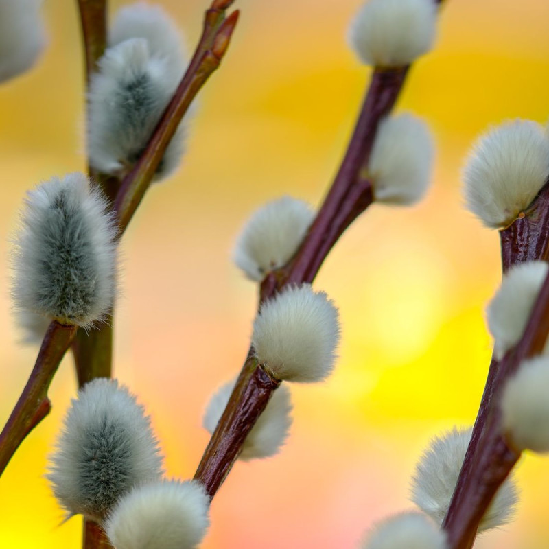 Saule marsault pleureur, Salix