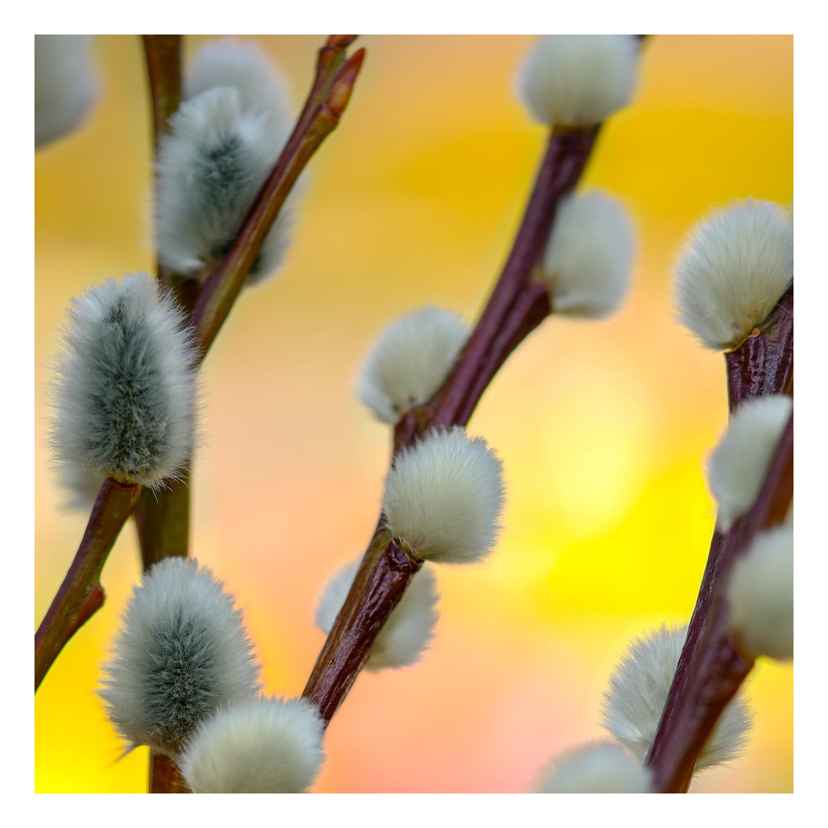 Saule marsault pleureur, Salix