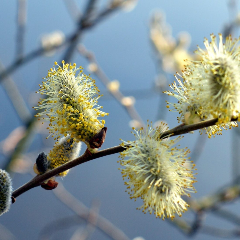 Saule marsault pleureur, Salix