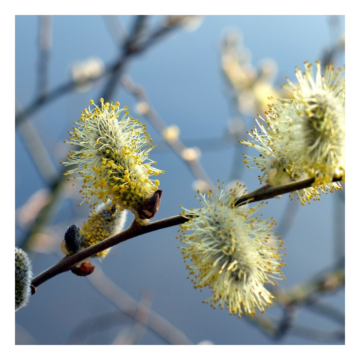 Saule marsault pleureur, Salix