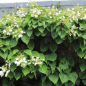 Hortensia grimpant Lacy Hearts® 'Monhart'