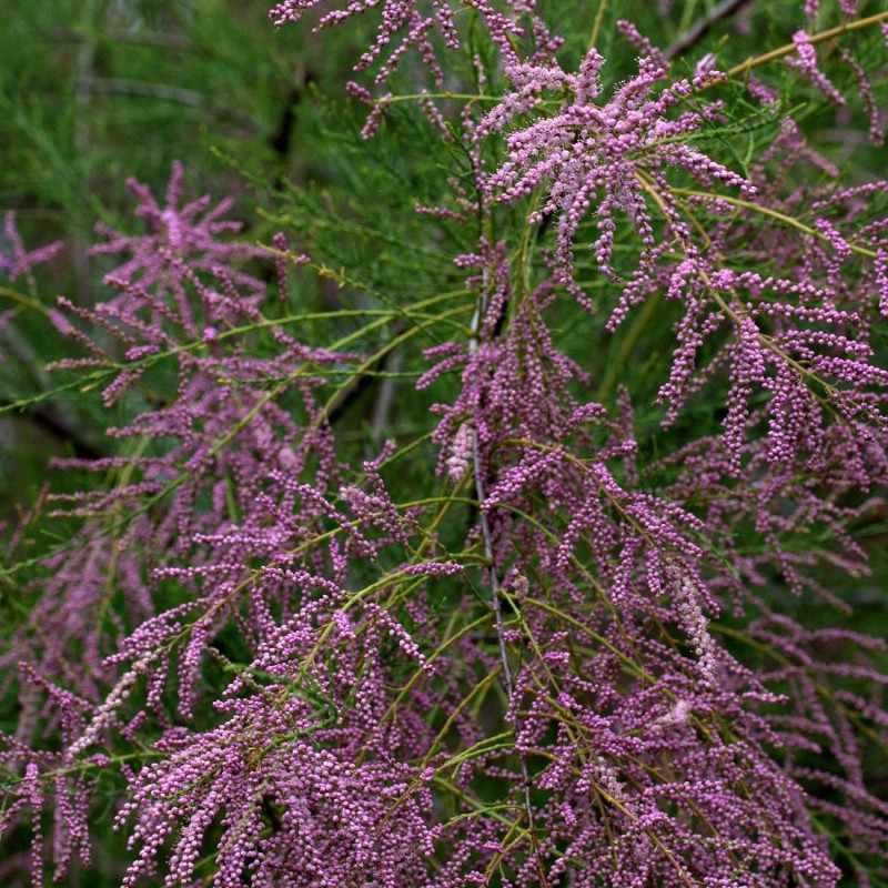Tamaris à petites fleurs africana, Tamarix