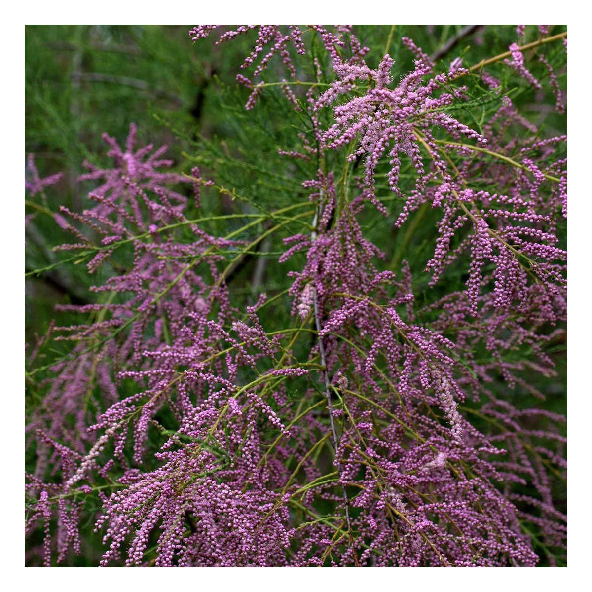 Tamaris à petites fleurs africana, Tamarix