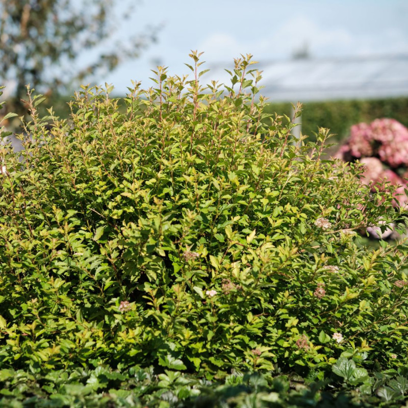 Physocarpus Raspberry Lemonade® 'ZLEYel2', Physocarpe