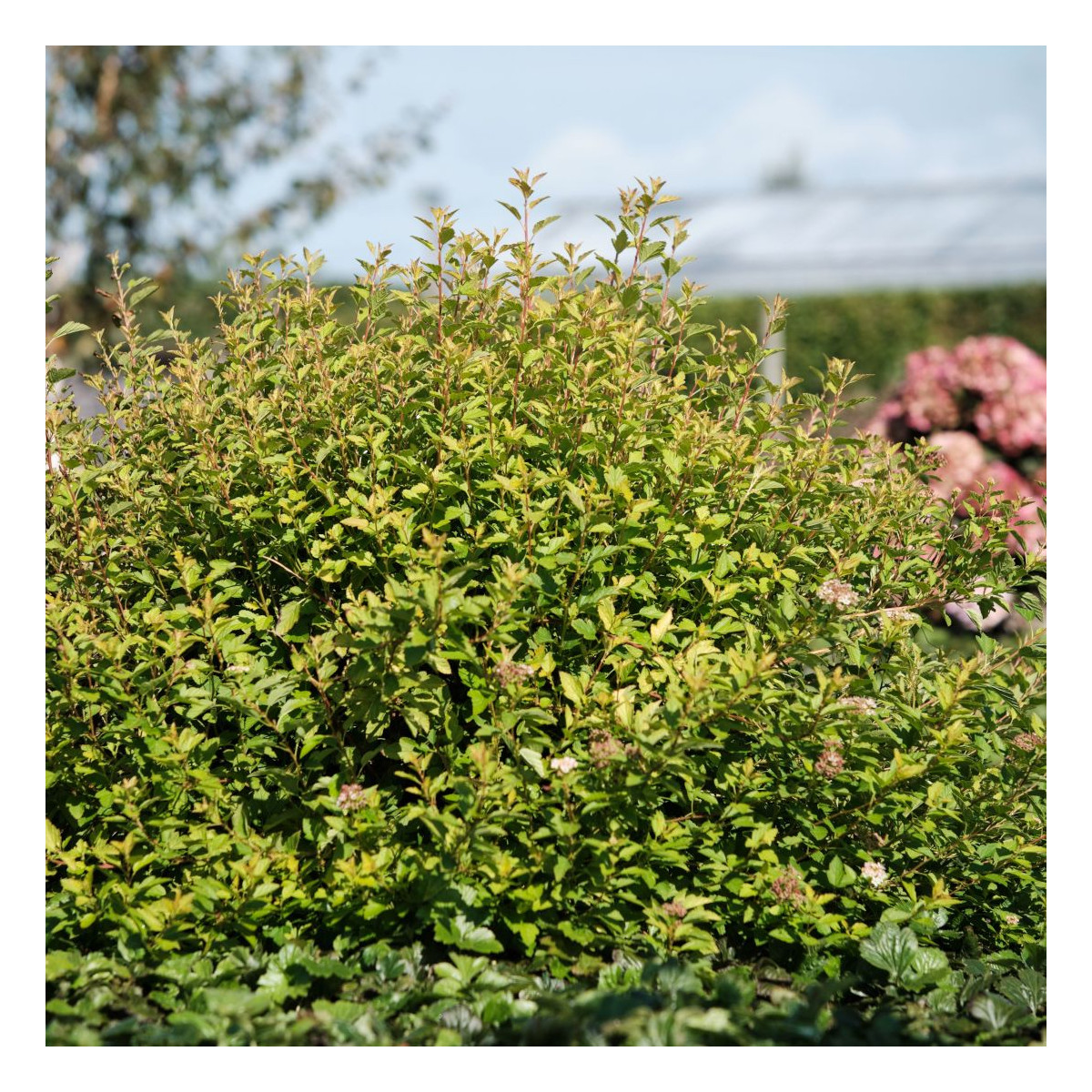Physocarpus Raspberry Lemonade® 'ZLEYel2', Physocarpe