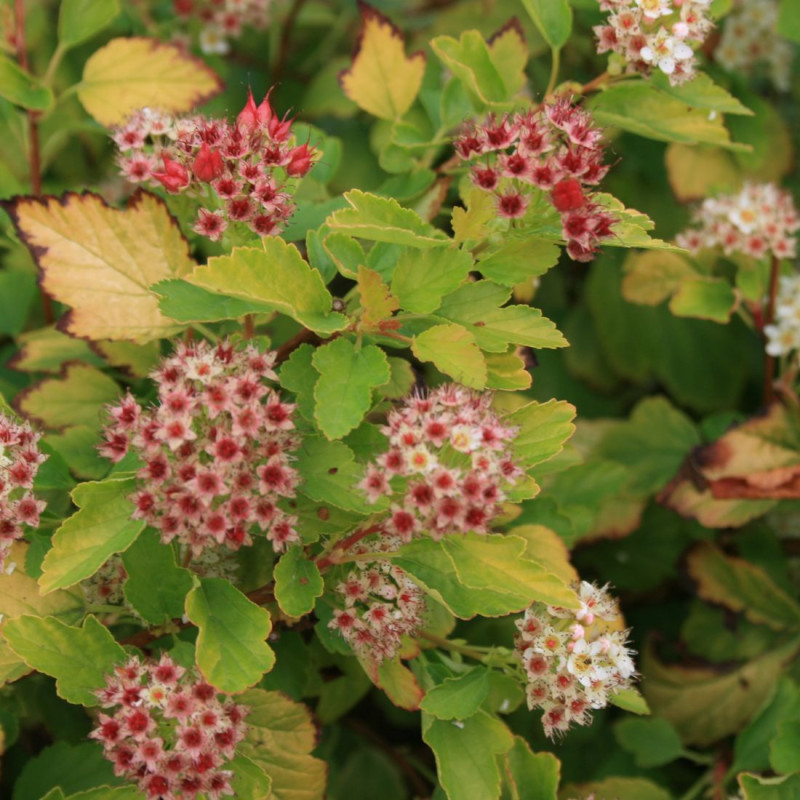 Physocarpus Raspberry Lemonade® 'ZLEYel2', Physocarpe