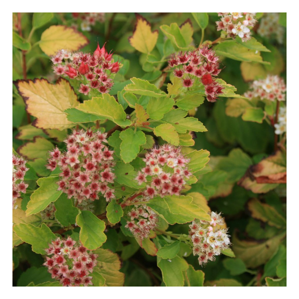 Physocarpus Raspberry Lemonade® 'ZLEYel2', Physocarpe