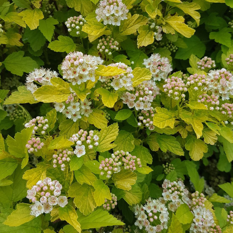Physocarpus Raspberry Lemonade® 'ZLEYel2', Physocarpe