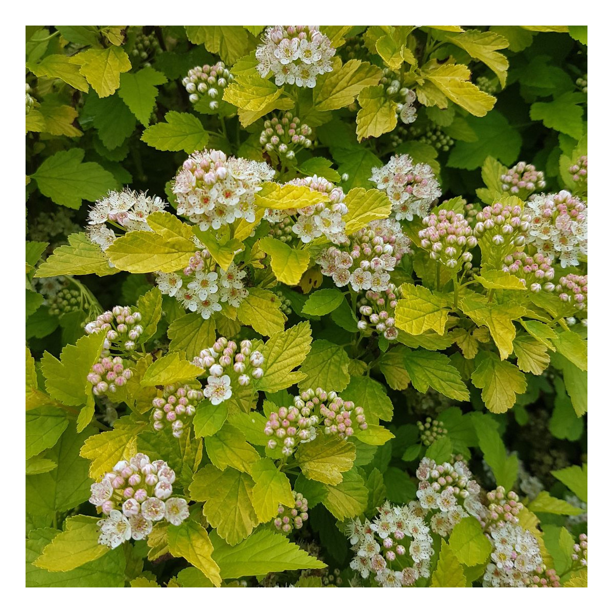 Physocarpus Raspberry Lemonade® 'ZLEYel2', Physocarpe