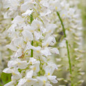 Glycine du Japon Snow Showers