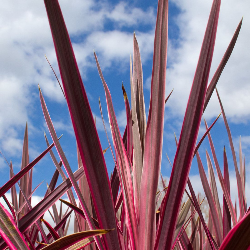 Cordyline Super Star