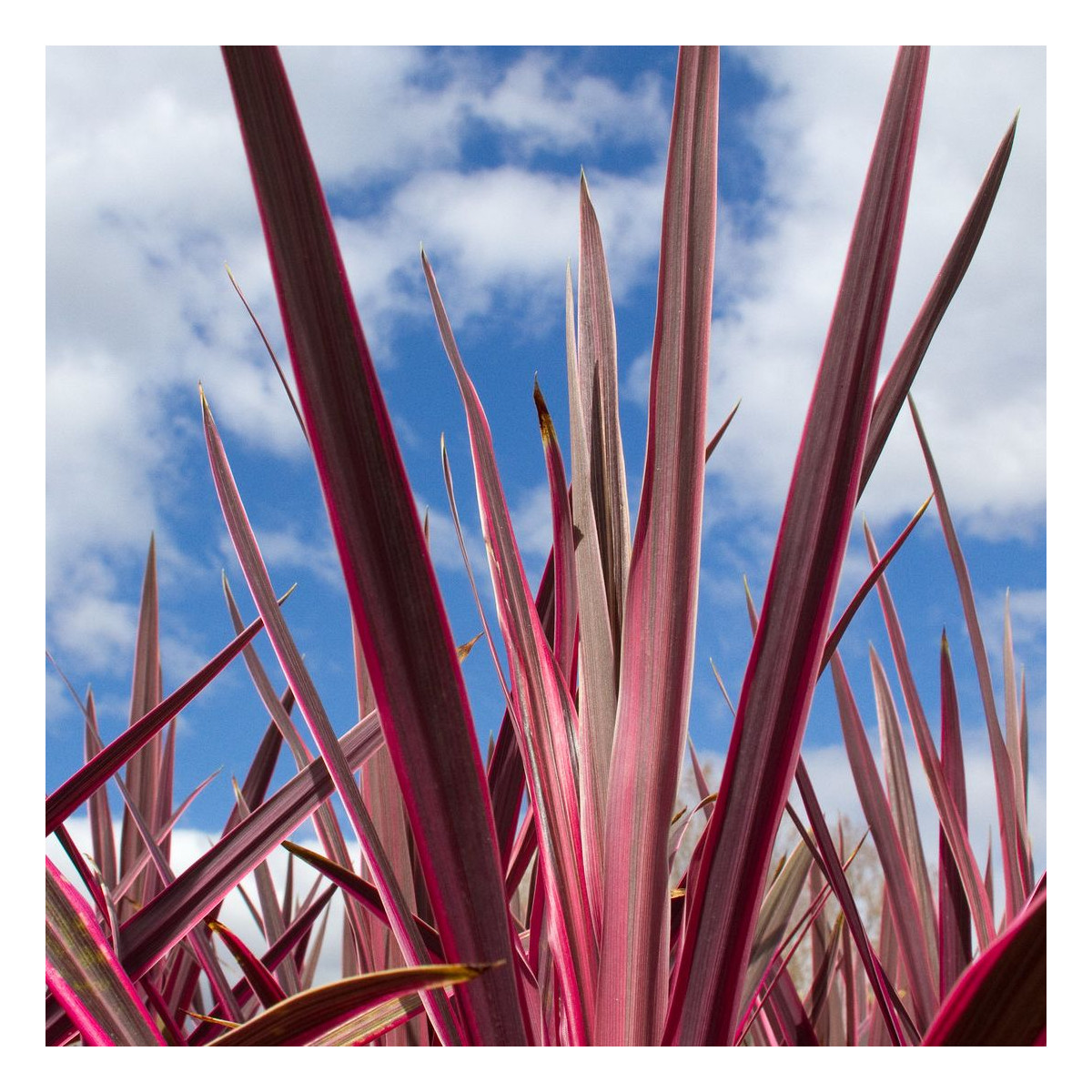 Cordyline obtecta Super Star