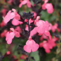 Sauge d'automne Mirage™ Salmon