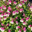 Sauge d'automne Mirage™ Rose Bicolor