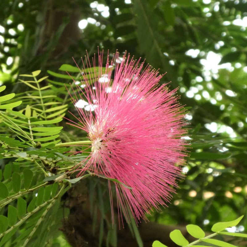 Arbre aux houppettes Dixie Pink, Calliandra