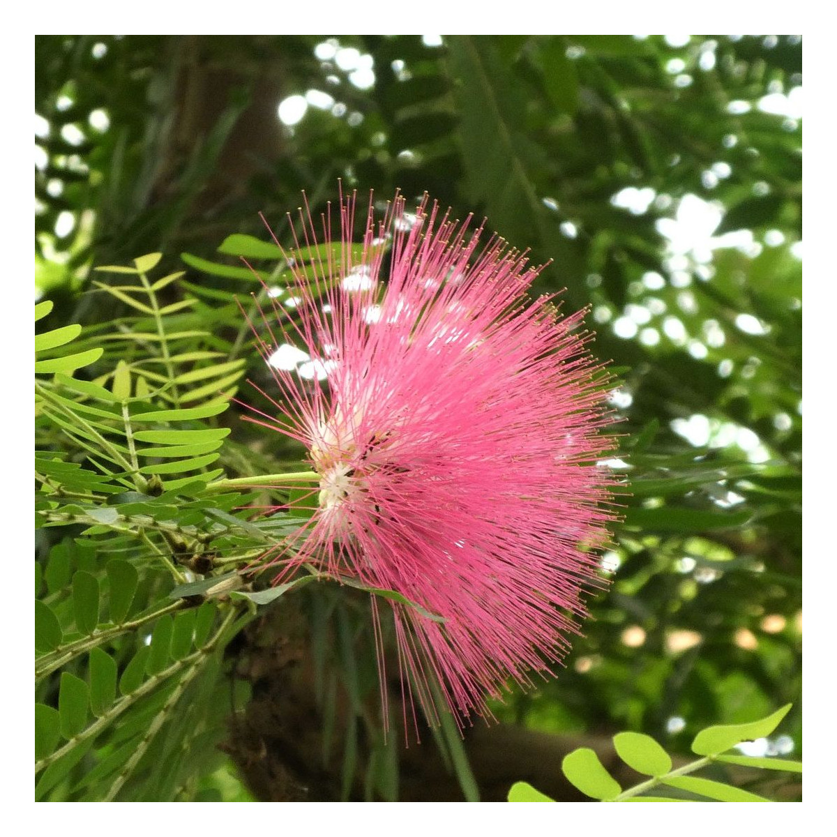 Arbre aux houppettes Dixie Pink, Calliandra