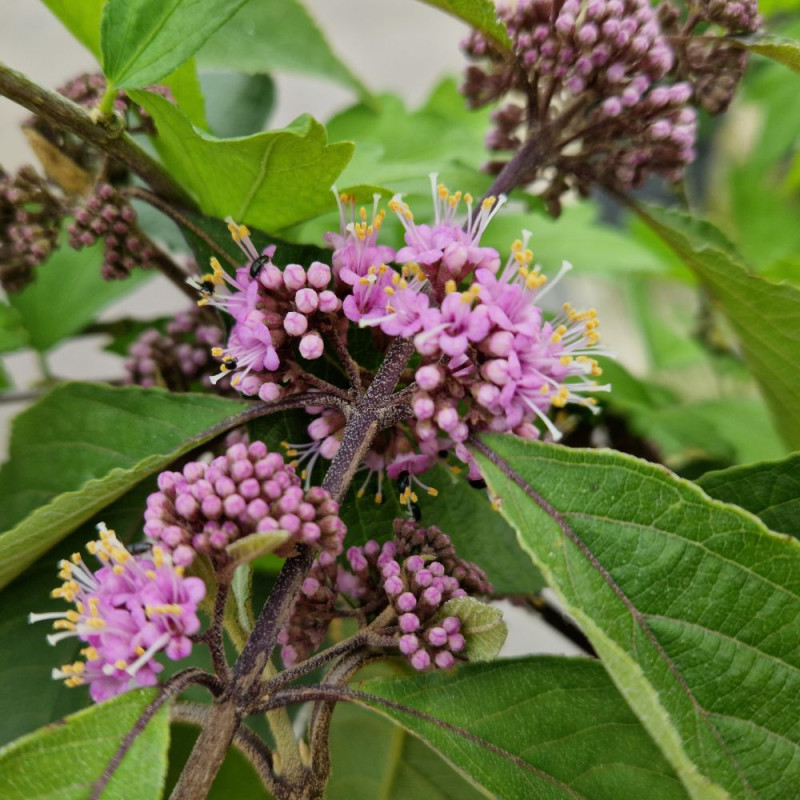 Callicarpa, Arbuste aux bonbons Imperial Pearl® 'Minpro2'