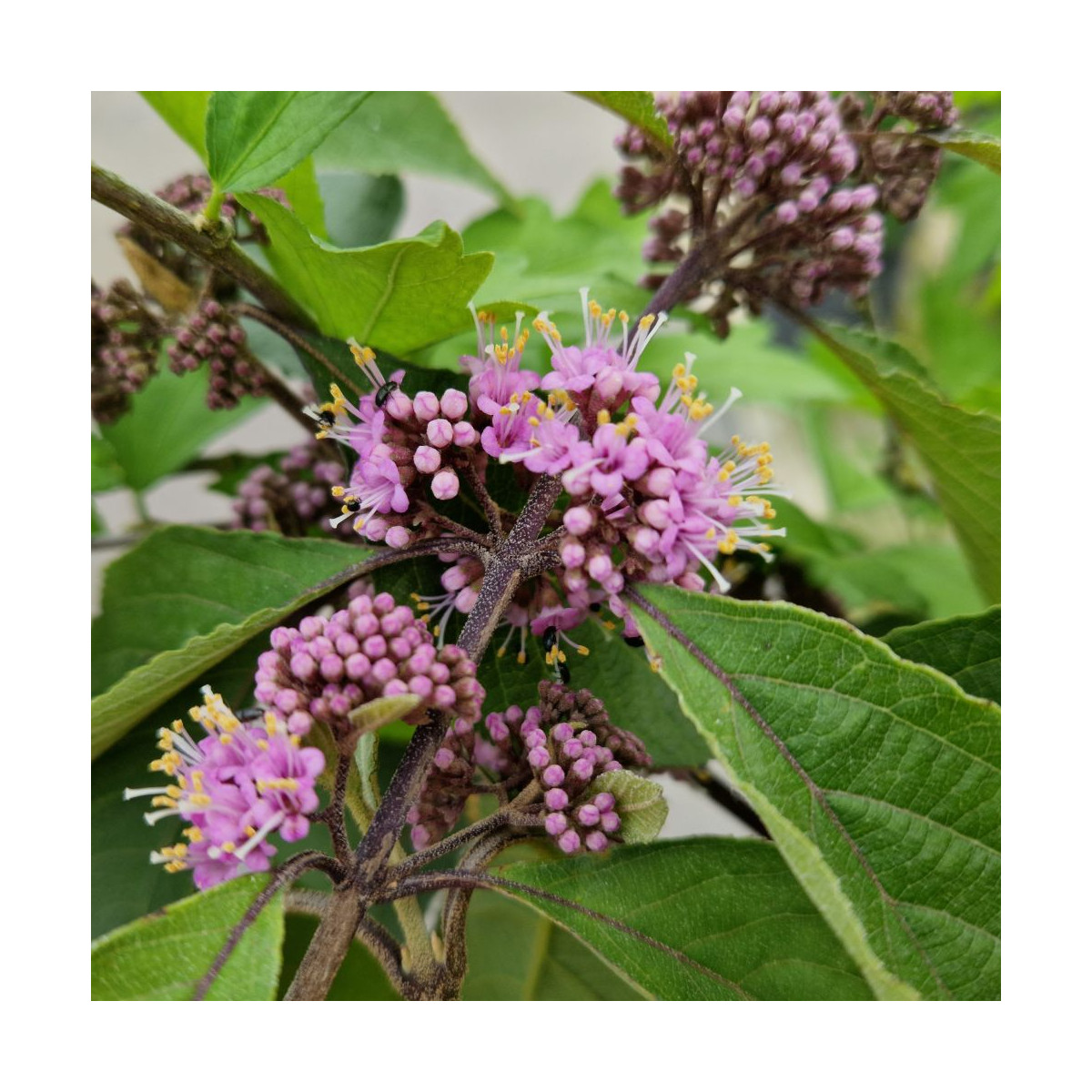 Callicarpa, Arbuste aux bonbons Imperial Pearl® 'Minpro2' Callicarpa, Arbuste aux bonbons Imperial Pearl® 'Minpro2'