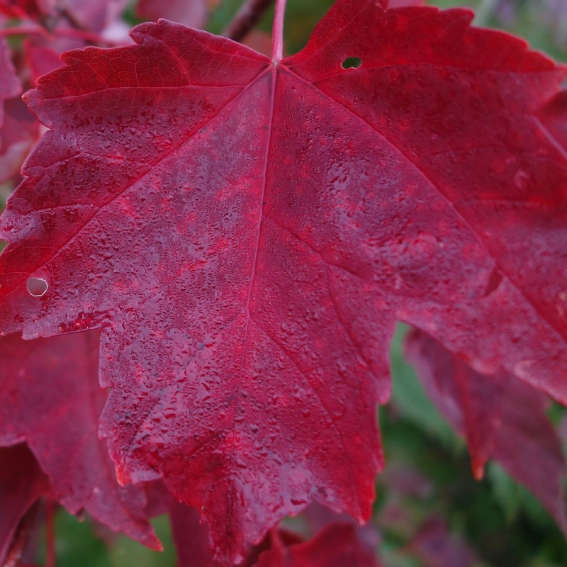 Érable trident, Érable de Buerger, Acer buergerianum